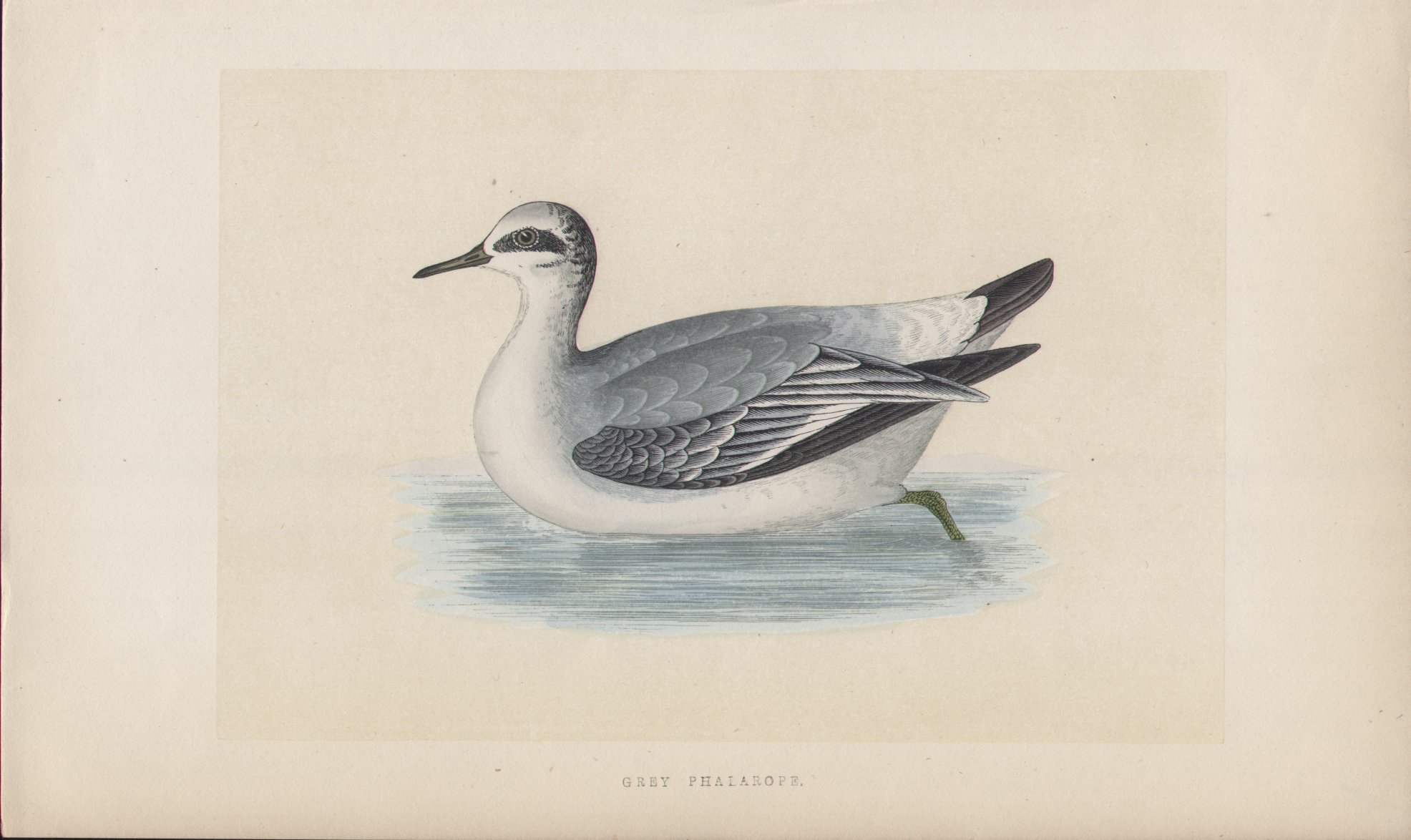 Wood - Grey Phalarope - Fawcett